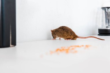 selective focus of rat near uncooked peas on table  clipart