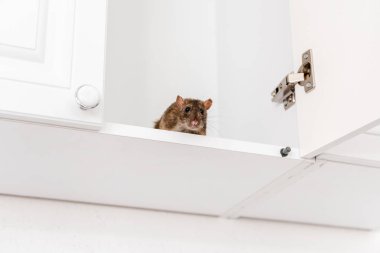 low angle view of small rat in white kitchen cabinet clipart