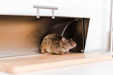little mouse in bread box in kitchen  clipart