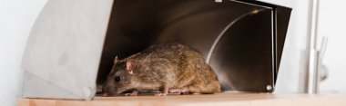 panoramic shot of small rat in bread box in kitchen  clipart