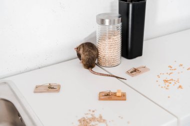 selective focus of small rat near glass jar with barley and mousetraps  clipart