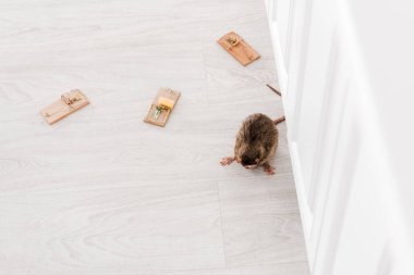 yerde peynir küpü ile fare kapanları yakınında sıçan üst görünümü 