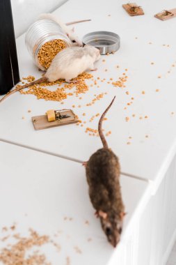 selective focus of small rats near glass jar with peas on messy table  clipart