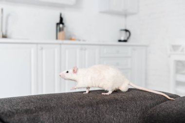 selective focus of white mouse running on grey sofa  clipart