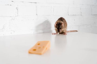 selective focus of small rat near tasty cheese on table  clipart