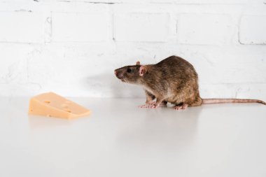 tasty cheese near rat on table near brick wall  clipart