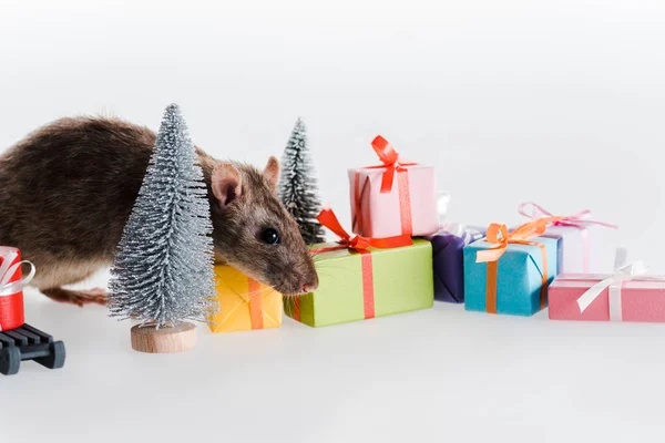 Rata Pequeña Linda Cerca Coloridas Cajas Regalo Aisladas Blanco — Foto de Stock