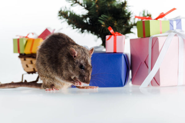 маленькая крыса рядом красочные подарочные коробки изолированы на белом
