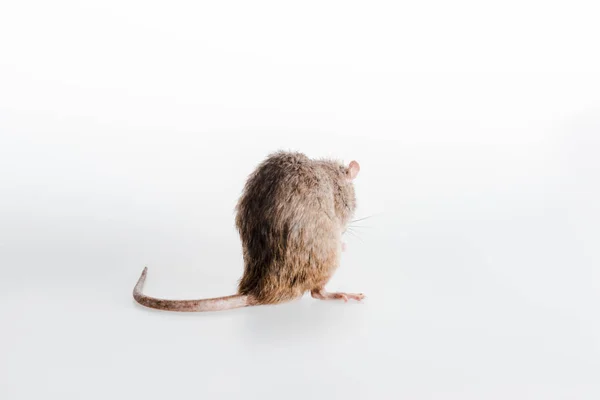 Petit Rat Domestique Sur Blanc Avec Espace Copie — Photo