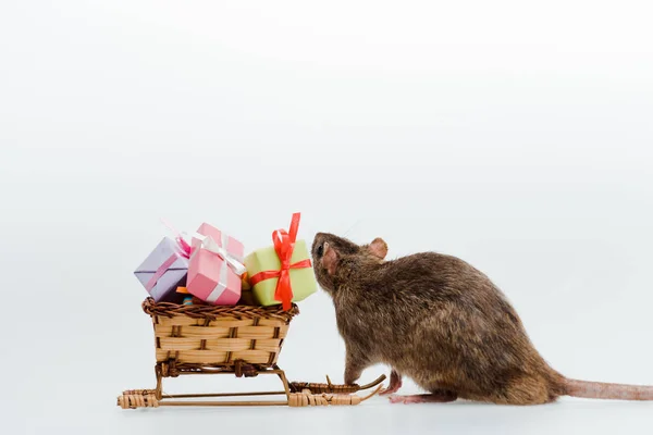 Маленькая Крыса Рядом Игрушечными Санями Красочными Подарками Изолированы Белом — стоковое фото