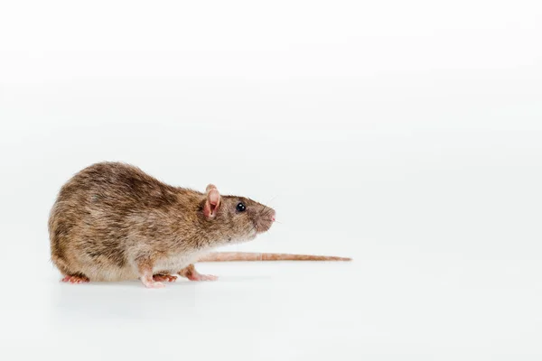 Rato Doméstico Pequeno Bonito Isolado Branco — Fotografia de Stock