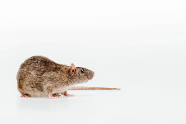 Kleine Schattige Binnenlandse Rat Geïsoleerd Wit — Stockfoto