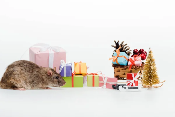 Tikus Kecil Dekat Hadiah Berwarna Warni Terisolasi Atas Putih — Stok Foto