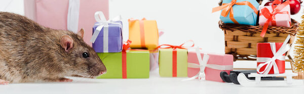 панорамный снимок маленькой крысы рядом с разноцветными подарками, изолированными на белом
 
