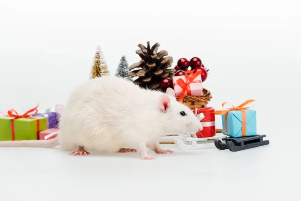 Rato Doméstico Perto Presentes Coloridos Branco — Fotografia de Stock