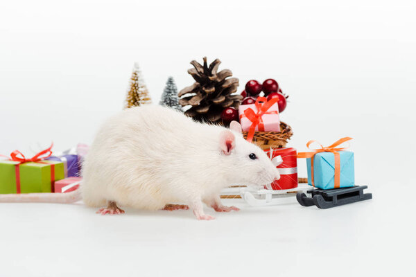 домашняя крыса возле красочных подарков на белом
 