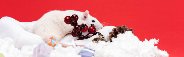 panoramic shot of little mouse on santa hat near red berries isolated on red 