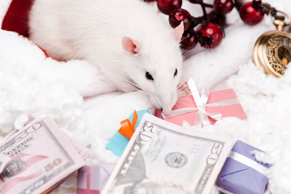 селективный фокус маленькой мыши рядом с подарками и долларовыми банкнотами
 
