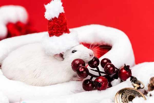 cute mouse in small santa hat eating red berries near pocket watch isolated on red