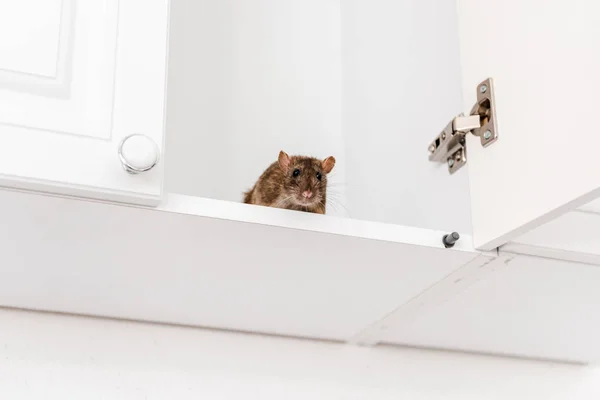 Vue Angle Bas Petit Rat Dans Armoire Cuisine Blanche — Photo