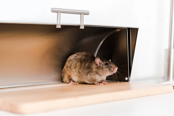 Mała Mysz Pudełku Chleb Kuchni — Zdjęcie stockowe