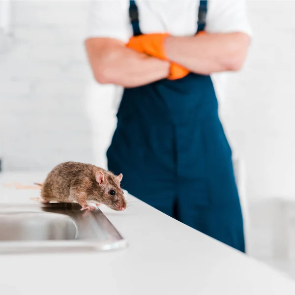Foco Seletivo Pequeno Rato Perto Homem Com Braços Cruzados — Fotografia de Stock