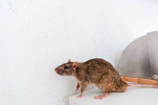 маленькая крыса на белом столе возле хлебной коробки и стены на кухне
 