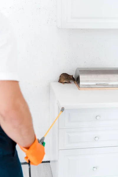 cropped view of man holding toxic spray near rat in kitchen