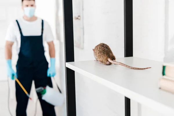 Selectieve Focus Van Rat Nabij Exterminator Skin Met Giftige Apparatuur — Stockfoto