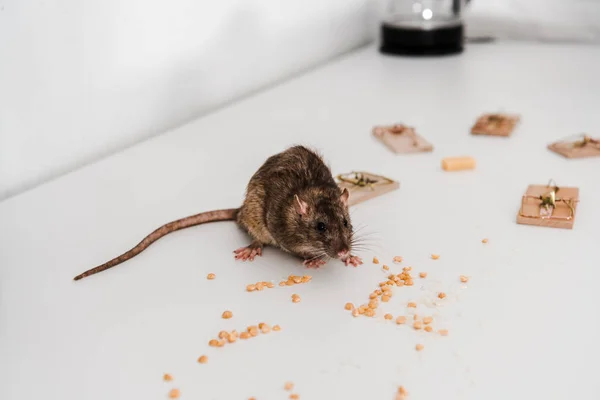 エンドウ豆とマウストラップの近くの小さなラットの選択的焦点 — ストック写真