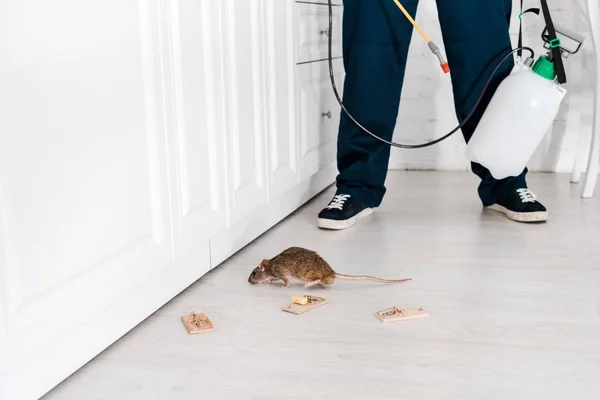 Cropped View Exterminator Standing Mousetraps Rat — Stock Photo, Image