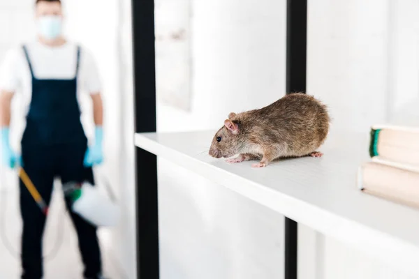 Fokus Selektif Dari Tikus Kecil Dekat Pembasmi Hama Memegang Peralatan — Stok Foto