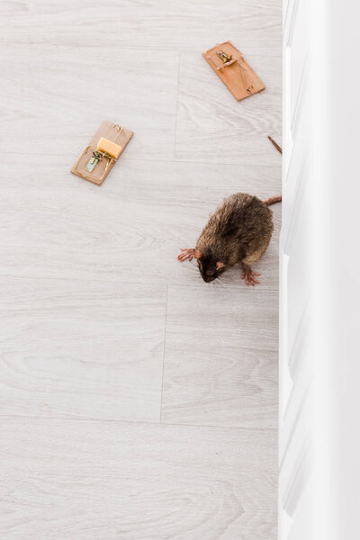 top view of rat near wooden mousetraps with cube of cheese on floor 