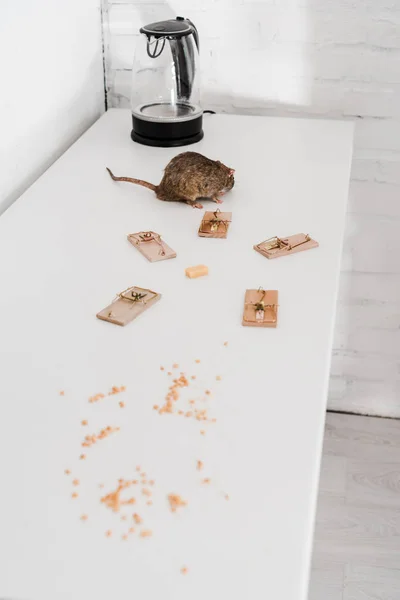 Mały Szczur Pobliżu Pułapek Myszy Kostki Sera Pobliżu Czajnika Stole — Zdjęcie stockowe