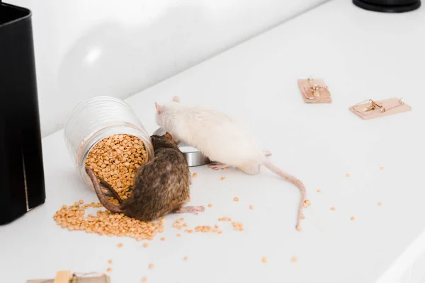 Enfoque Selectivo Ratas Pequeñas Cerca Frasco Vidrio Con Guisantes Mesa —  Fotos de Stock