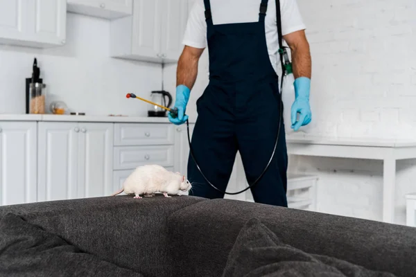 selective focus of rat running on grey sofa near exterminator standing with equipment