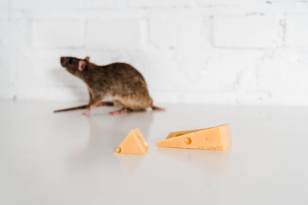 selective focus of tasty cheese near small rat on table near brick wall 