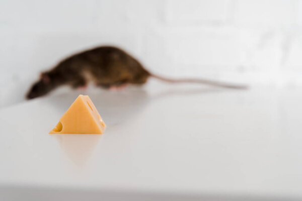 selective focus of tasty cheese cube near small rat on table 