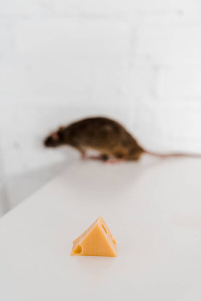 selective focus of tasty cheese cube near rat on table 