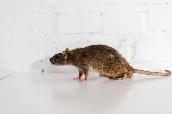 серая и маленькая крыса на столе возле кирпичной стены
 