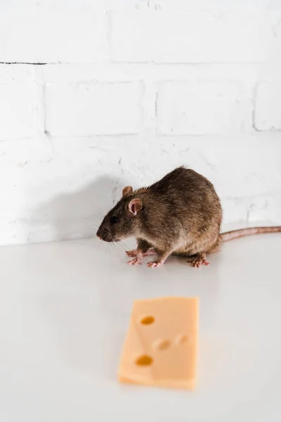 美味的奶酪立方体靠近灰色老鼠在桌子上 — 图库照片