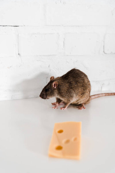 вкусный кубик сыра рядом с серой крысой на столе
 