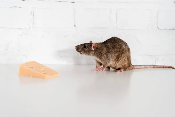 Gustoso Formaggio Vicino Ratto Sul Tavolo Vicino Muro Mattoni — Foto Stock