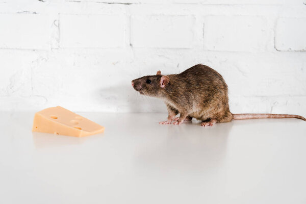 вкусный сыр рядом с крысой на столе возле кирпичной стены
 