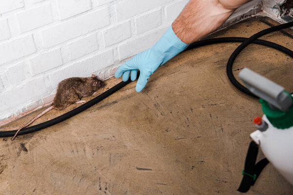 обрезанный вид дезинсектора в латексной перчатке, ловящей крысу возле кирпичной стены
 