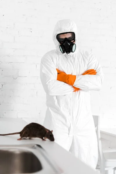 Exterminator Skin Staande Met Gekruiste Armen Kijken Naar Rat — Stockfoto
