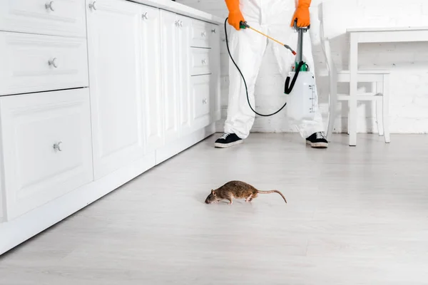 Vista Cortada Exterminador Com Spray Tóxico Mão Perto Rato Chão — Fotografia de Stock