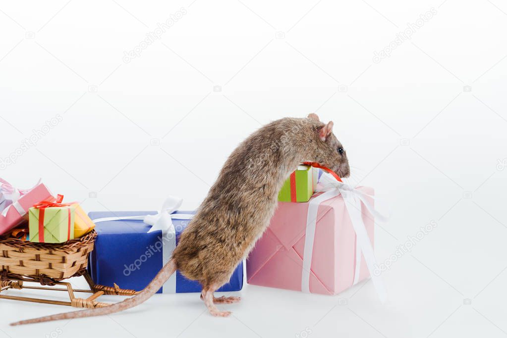 small and domestic rat near colorful gifts isolated on white 