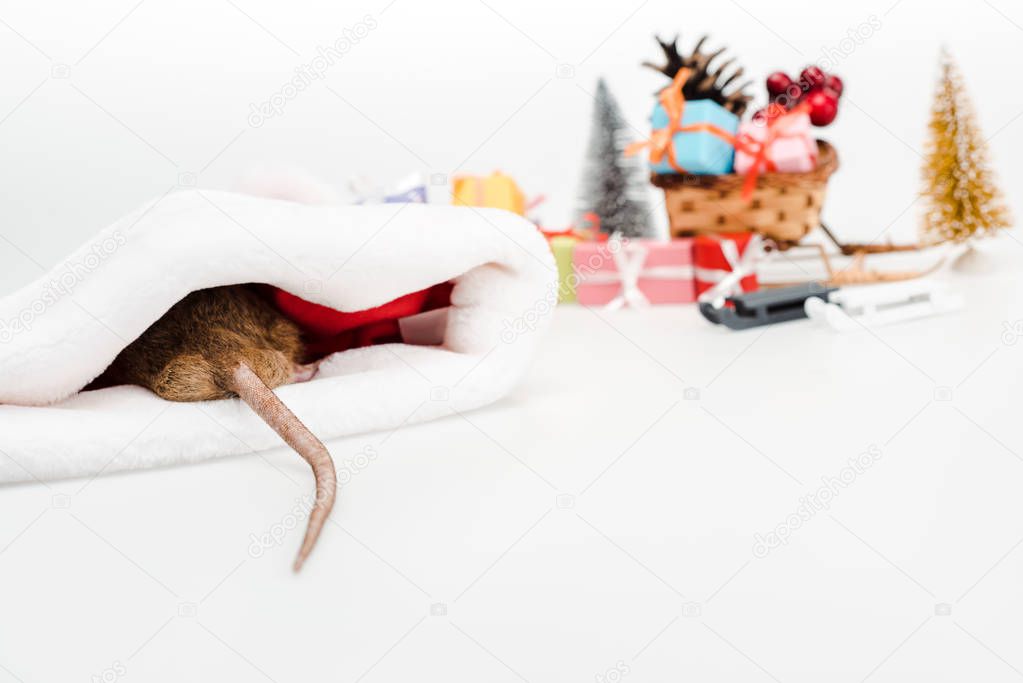 selective focus of domestic rat in santa hat isolated on white 