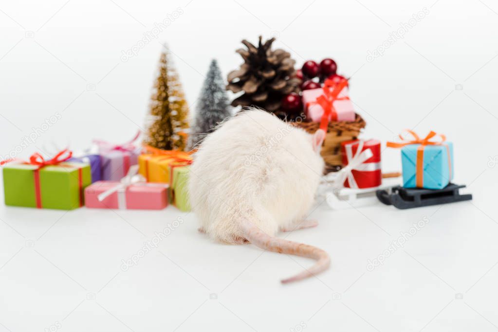 selective focus of domestic rat near colorful presents isolated on white 